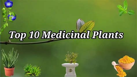 Top 10 Medicinal Plants And Their Uses औषधीय पौधे Medicinal Plants