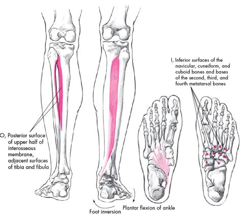 Tibialis Posterior Origin And Insertion Anatomy And Physiology