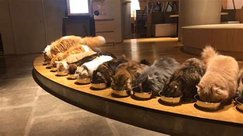 Japans Largest Cat Cafe In Kabukicho Shinjuku Tokyo Was A Soothing
