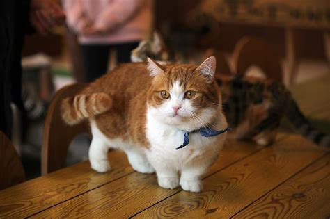 You can also filter out items that offer free shipping, fast delivery or free return to narrow. Munchkin cat price. Munchkin cost. Where to buy Munchkin ...