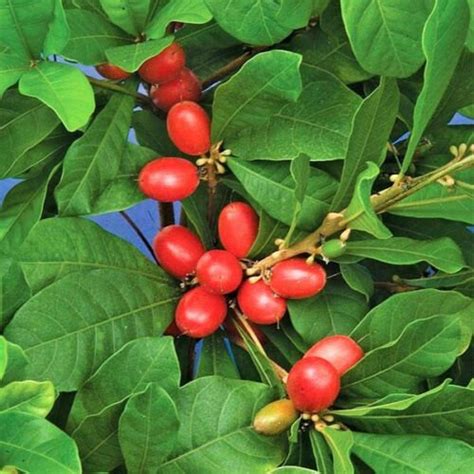 15 Seeds Miracle Fruit Synsepalum Dulcificum Rare Tropical Exotic
