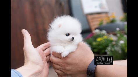 Ice White Coat Cute Teddybear Pomeranian Milly Rolly Teacup Puppies
