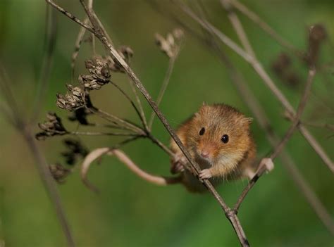 British Wildlife Centre ~ Keepers Blog Harvest Mouse Species Profile