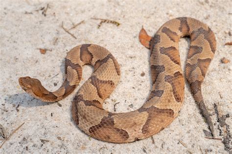 Copperhead South Carolina Partners In Amphibian And Reptile Conservation