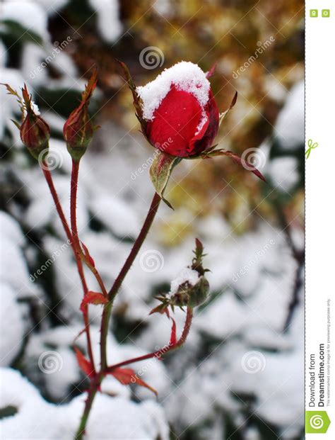 Snowy Rose Stock Photo Image Of Rose Plant Snowy Flower 79946472