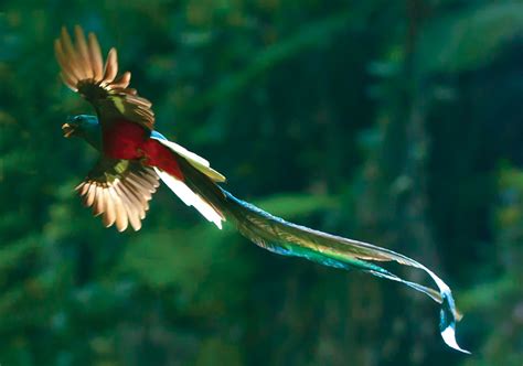 The National Bird Of Guatemala The Quetzal Rpics