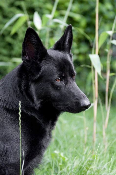 Blue german shepherds are considered to be a fault, and reputable breeders do not breed blue german shepherds, which is why they're so rare. Pin by Laura davis on blue eyes | Black german shepherd ...