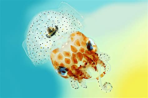 Image Of Distinction Hawaiian Bobtail Squid Laboratory News