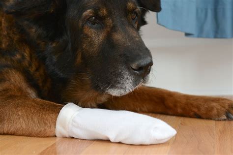 Home Remedy For Open Sores On Dogs Cuteness