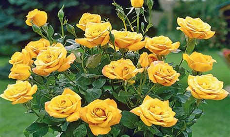 Pair Of Standard Yellow Flowering Patio Rose Trees 80cm Tall Garden