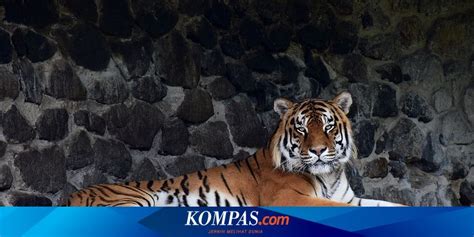 Mengenal Harimau Siberia Harimau Terbesar Di Dunia Trendradars Indonesia