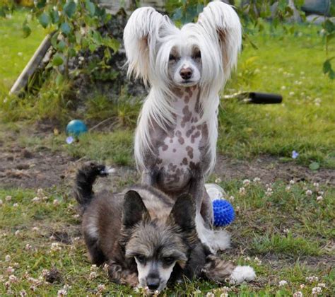 Chinese Crested Dog Breed Information Guide Quirks Pictures
