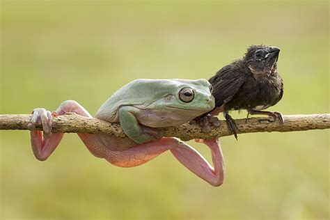 Frog And Bird Enjoy Frog Animals Bird