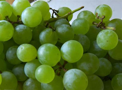 The Best Tasting Grape Varieties Plant Them In Your Yard Eat Like