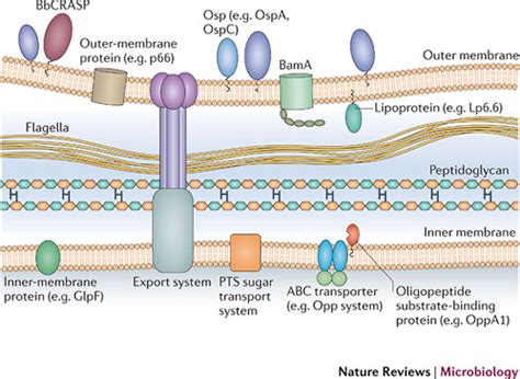 Lyme Disease Pathenogenisis Microbewiki