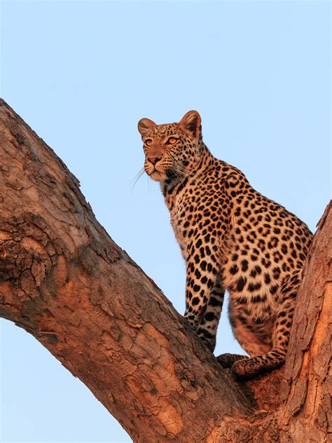 African Leopard In A Tree At Sunset Leopard Photography Prints