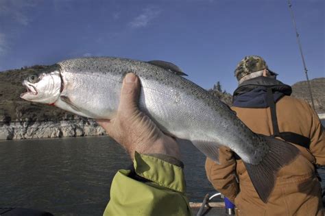 Lake Roosevelt Trout Fishing Changes Proposed Comments Sought The