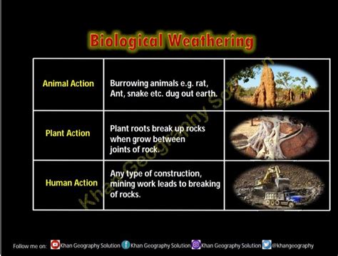 Biological Weathering Biological Weathering Geography Lessons Plant