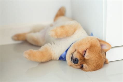 愛犬の健康は睡眠から！いびき・寝相からわかる犬の気持ちと病気の兆候｜アクサダイレクト