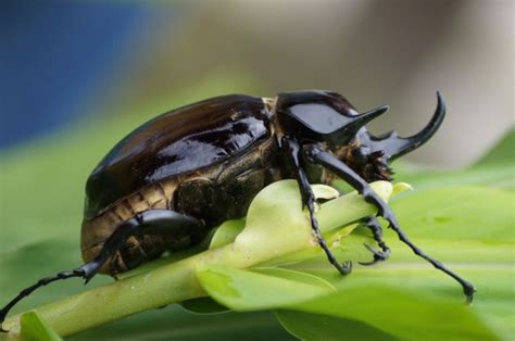 無料画像 写真 昆虫 動物相 無脊椎動物 閉じる ライノ 角 甲虫 マクロ撮影 スカラブ 日本のサイのカブトムシ