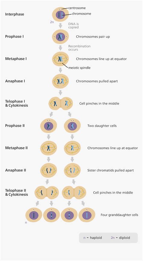 Illustration Showing The Nine Stages Of Meiosis Phase