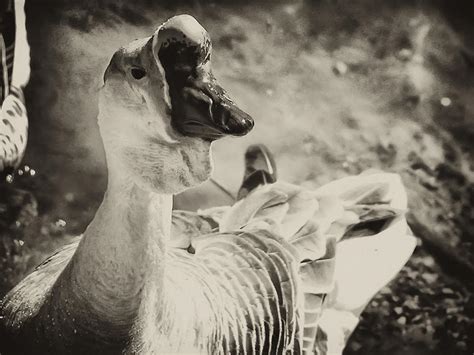 The Ugly Duckling Photograph By Bill Cannon Pixels