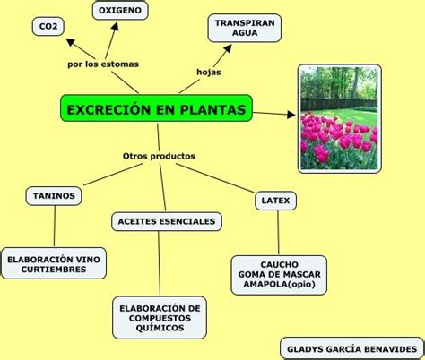 Excrecion Plantas