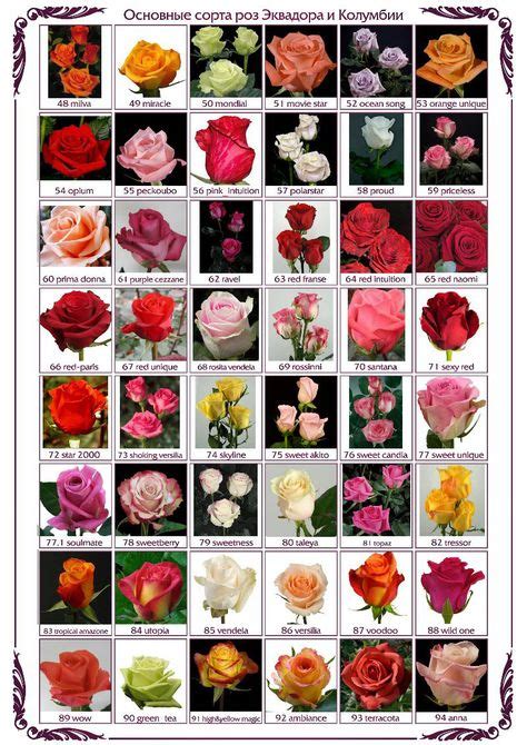 9 Rose Varieties Ideas In 2021 Rose Varieties Rose Flower Names