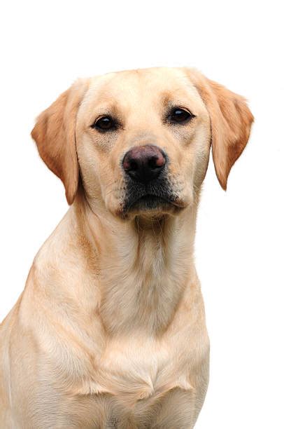 Royalty Free Yellow Labrador Retriever Pictures Images And Stock