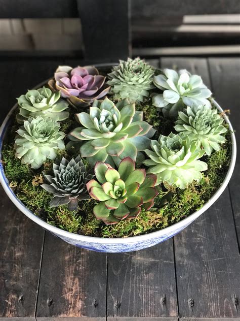 Succulent Bowl In Los Angeles Ca Flowers With Love