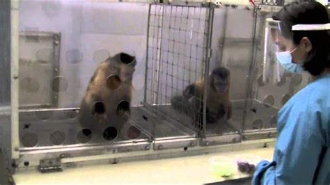 Two Monkeys Were Paid Unequally Excerpt From Frans De Waals Ted Talk