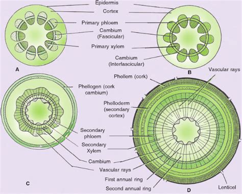 Shoot System Secondary Growth In Stem Activity Of Vascular And Cork