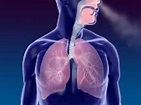 Argosy Medical Animation Respiration - YouTube