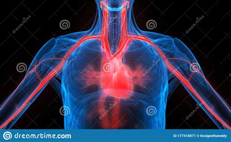 Heart A Part Of Human Circulatory System Anatomy 3d Rendering Stock ...