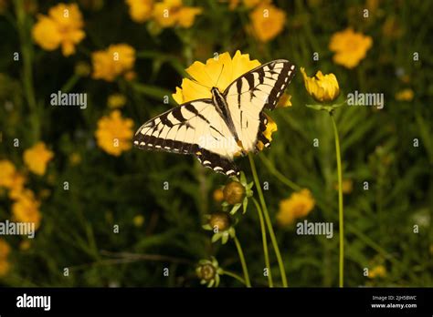 Tiger Swallowtail Papilio Glaucus Stock Photo Alamy