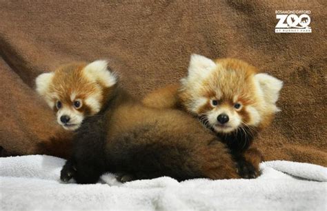 Red Panda Duo Debuts At Rosamond Ford Zoo Zooborns