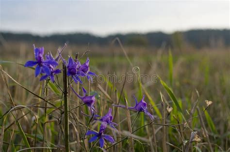 Meadow Violet And Purple Flowers Polka Dots In The Summer Field Green