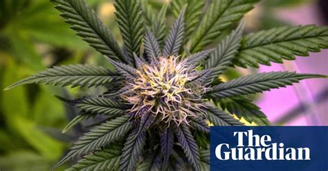 Medicinal Cannabis The Hype Is Strong But The Evidence Is Weak