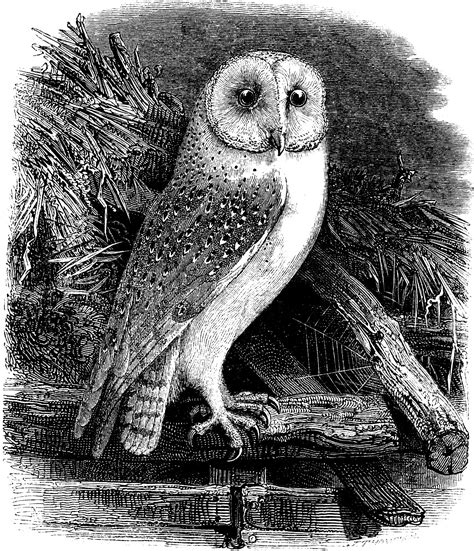 Free Clip Art Image Vintage Barn Owl Oh So Nifty