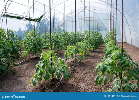 Organic Tomato Plants In A Greenhouse And Drip Irrigation System Stock