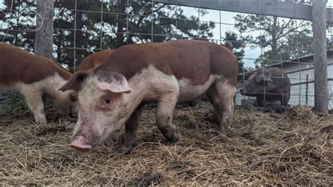 4 Purebred Feeder Pigs For Sale In Lakeland Georgia