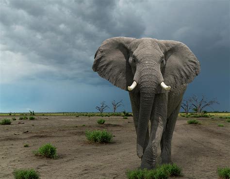 Threatening Elephant Loxodonta Africana By Buena Vista Images