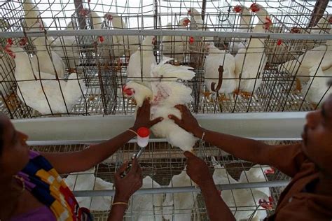 Poultry Farms In India Breeding Superbugs Resistant To Antibiotics