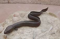 eel freshwater eels fascinating meaning