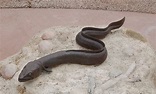 Freshwater eel - San Francisco Zoo & Gardens