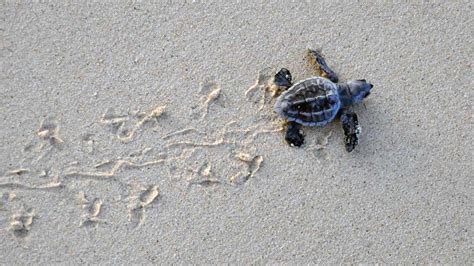 Green Sea Turtle Threats