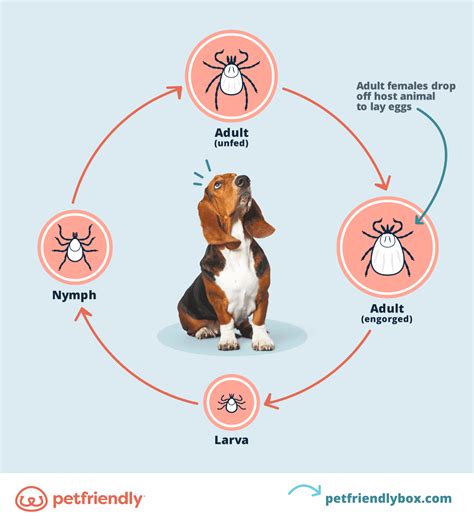 Brown Dog Tick Life Cycle