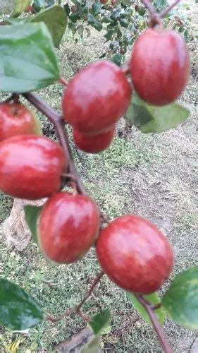 Full Sun Exposure Red Kashmiri Apple Ber Plant For Fruits At Rs 70piece In Rajkot