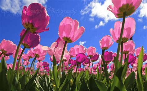 Pink Tulips Wallpaper ·① Wallpapertag