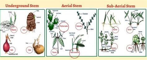 Explained Plant Stem Parts Of A Stem Types And Functions Of Stem